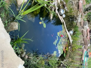 Europäische Sumpfschildkröte emys orbicularis entlaufen