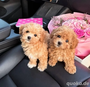 Tiny toy f1 health tested maltipoo pups