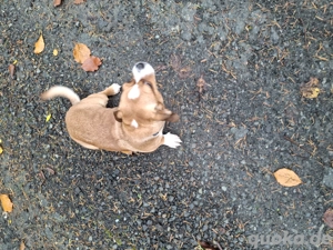 Zwergdackel Mädchen 