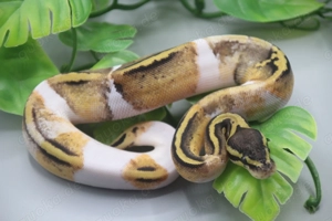 Paradox Pastel Piebald Weibchen 2025