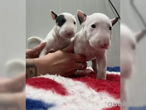 Miniatur Bullterrier Welpen weiß