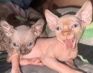 Sphynx-Kitten
