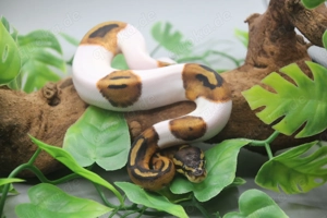 Piebald Königspython Weibchen ENZ 2025