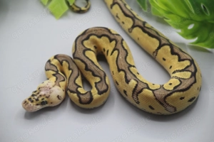 Königspython 1.0 Pastel Banded Clown  ENZ 2025 