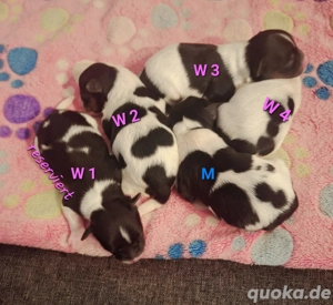 Biewer Yorkshire Terrier Welpen 