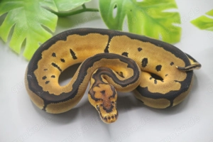 Blade Clown Königspython ENZ 2025