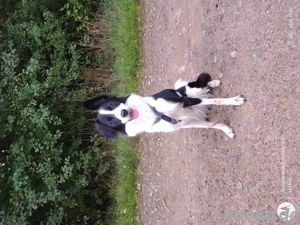 Border Collie Hündin "Abby" in liebevolle Hände abzugeben