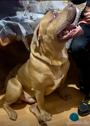 Amerikanische Bully xl