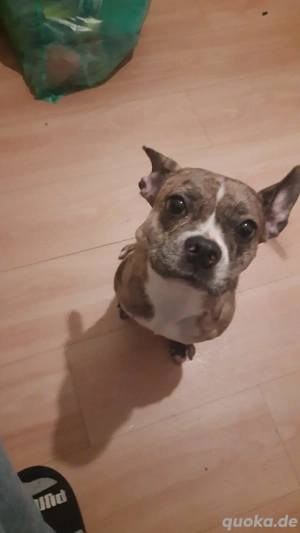 Französischer bulldoggen mix 