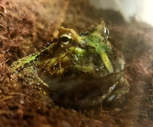 Pacman Frog, Ceratophrys cranwelli, Schmuckhornfrosch