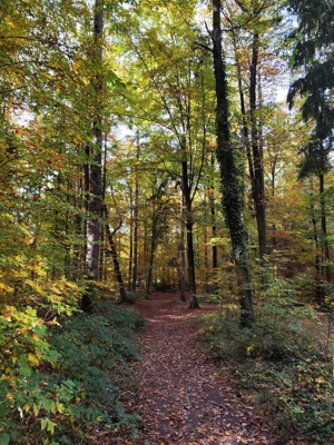 Suche Unterstützung für mein Pony