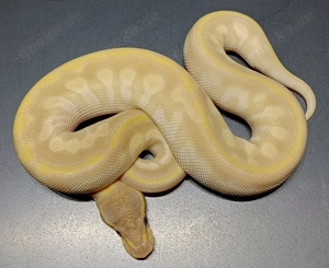 Königspython 1.0 Crystal NZ'25