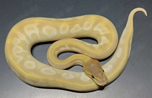 Königspython 1.0 Crystal NZ'25