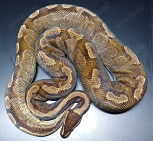 Königspython 0.1 Enchi GHI adult *proven breeder*