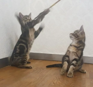 Zuckersüße Kitten suchen ein liebevolles Zuhause