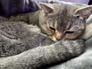 Liebe BKH Katze, Impfpass, Chip, ca. 1Jahr alt