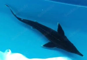 SIBIRISCHER STÖR 30-40 cm 5 Stück nur 60,- euro