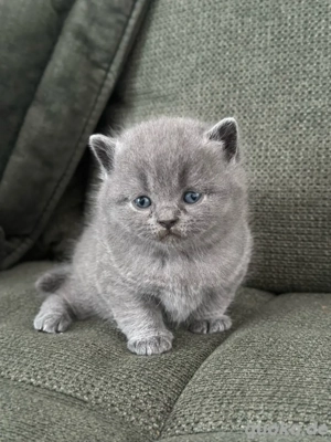 BKH Britiche Kurz Haare