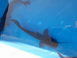 WELS (WALLER) 12-15 cm 1 Stück nur 8,50 Euro