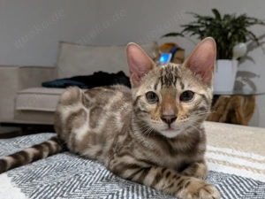 Reinrassiger Bengal Kater 7 Monate alt 