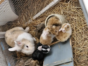 Kleine süsse Zwerghäschen Bild 3