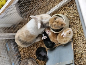 Kleine süsse Zwerghäschen