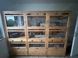 Dringend! 2x Degus suchen ein tolles neues Zuhause