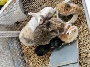 Kleine süsse Zwerghäschen Bild 4