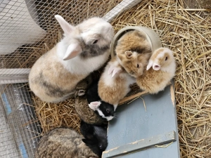 Kleine süsse Zwerghäschen Bild 2