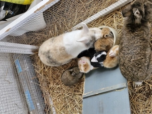 Kleine süsse Zwerghäschen Bild 5