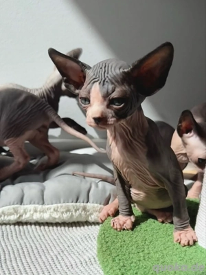    Finden Sie Ihren Samtgefährten: Bezaubernde Sphynx-Kätzchen   