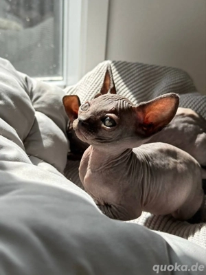    Wunderschöne reinrassige Sphynx-Kätzchen Gesund, verspielt und bereit für ein liebevolles Zuhause