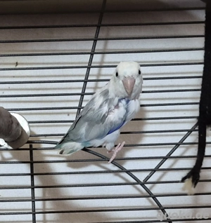 Blaugenicksperlingspapagei Hahn