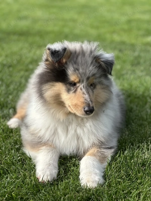  Traumhafter Collie-Welpe   Rüde, 3 Monate, sucht liebevolles Zuhause 