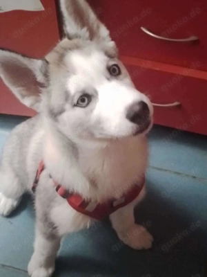 BELLA - aktives Mädchen sucht ihre Menschen *reserviert* Bild 3