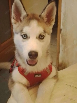 BELLA - aktives Mädchen sucht ihre Menschen (wartet in Rumänien)