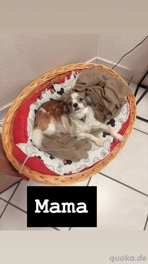 Chihuahua-Welpen   Langhaar   Abgabe ab ende Februar anfang märz  2026 