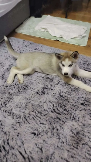 BELLA - aktives Mädchen sucht ihre Menschen *reserviert* Bild 8