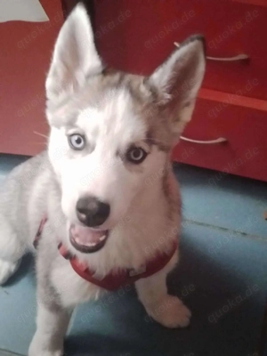 BELLA - aktives Mädchen sucht ihre Menschen *reserviert* Bild 4