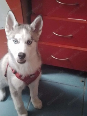 BELLA - aktives Mädchen sucht ihre Menschen *reserviert* Bild 5