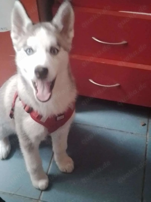 BELLA - aktives Mädchen sucht ihre Menschen *reserviert* Bild 6