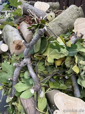 Baumfällarbeiten Heckenschnitt 