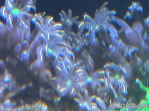 Meerwasser Korallen Ableger zu verkaufen