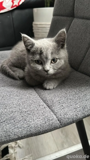 Reinrassiger Britisch Kurzhaar Kater (3 Monate)   grau mit goldenen Augen   