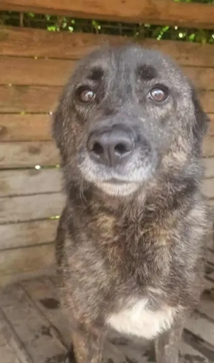 TAIMI - sucht ihre Menschen (wartet in Rumänien)