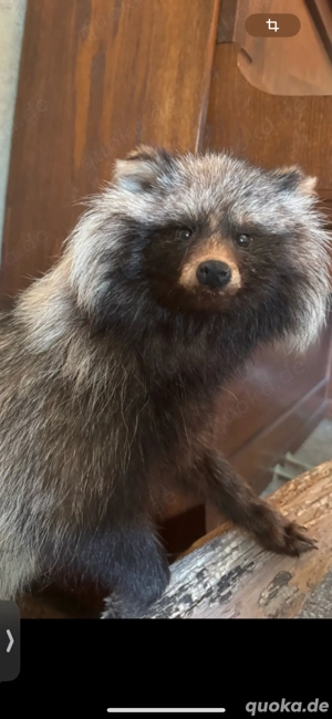 Tierpräparate Auerhahn Marderhund Murmeltier Jagdtrophäen