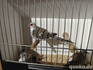 Diamanttäubchen  Bild 3