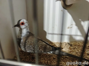 Diamanttäubchen  Bild 2