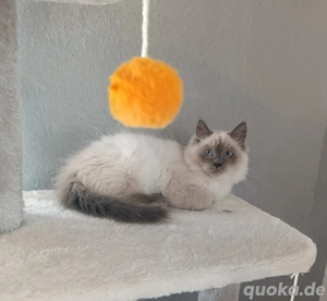 Heilige Birma Kater Blue Point 