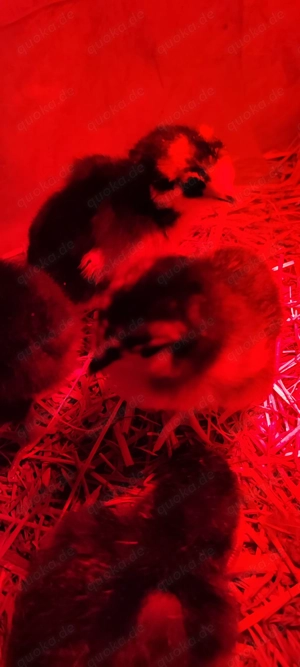 Kücken Tageskücken Hühner 